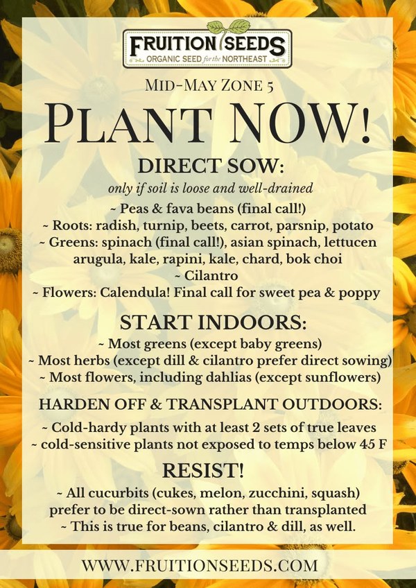 Plant Now Late May