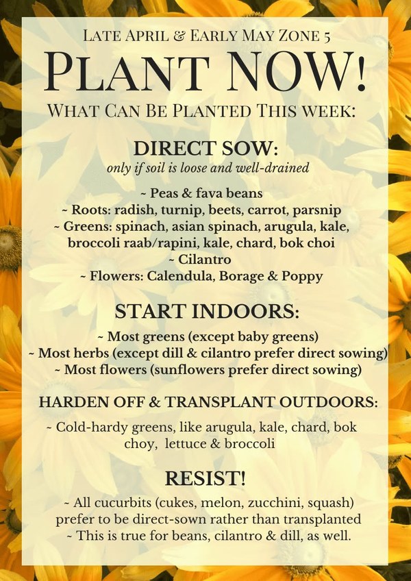 Seeds to plant now