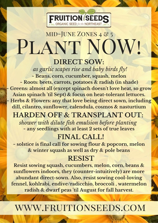 Plant now mid-June